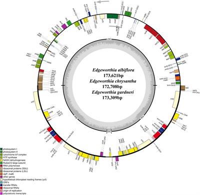 Comparative Analysis of Complete Chloroplast Genome Sequences in Edgeworthia (Thymelaeaceae) and New Insights Into Phylogenetic Relationships